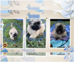 Small Photo #4 Shih Tzu Puppy For Sale in ATHENS, GA, USA