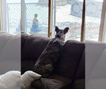 Small #11 Mountain Cur-Whippet Mix