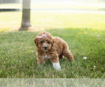 Small #2 Goldendoodle-Poodle (Miniature) Mix