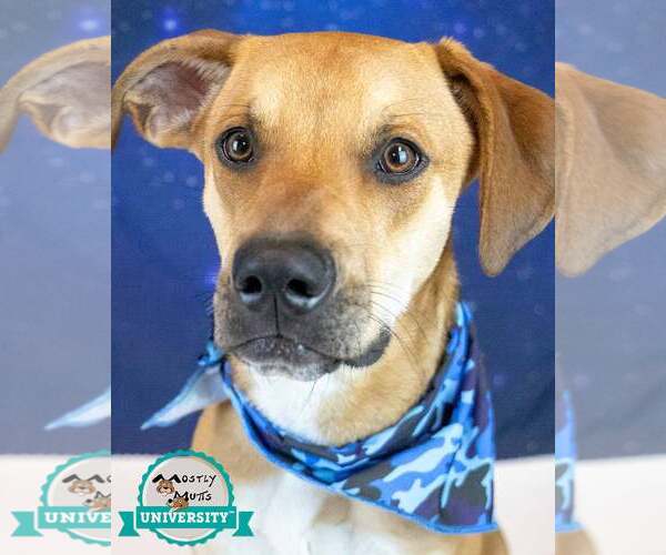 Medium Photo #7 Border Collie-Unknown Mix Puppy For Sale in Kennesaw, GA, USA