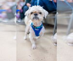 Small #8 Shih Tzu