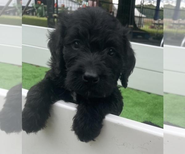 Medium Photo #19 Labradoodle Puppy For Sale in WAVERLY, VA, USA