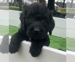 Small #18 Labradoodle