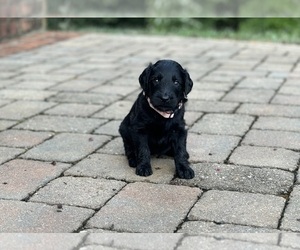 Goldendoodle Puppy for sale in FOREST, VA, USA