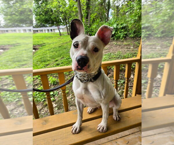 Medium Photo #2 Mutt Puppy For Sale in Linton, IN, USA