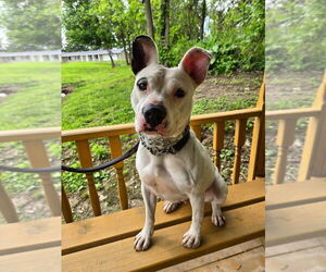 Ruby - Female Mutt Dog for Adoption - Photo #2