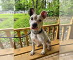 Small #1 Mutt