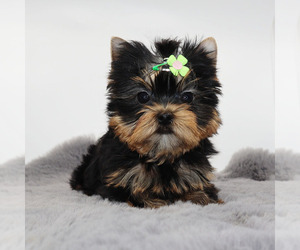 Yorkshire Terrier Puppy for sale in LOS ANGELES, CA, USA