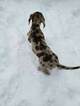 Small Photo #4 Catahoula Leopard Dog Puppy For Sale in WEST BEND, WI, USA
