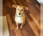 Small #1 Labrador Retriever Mix