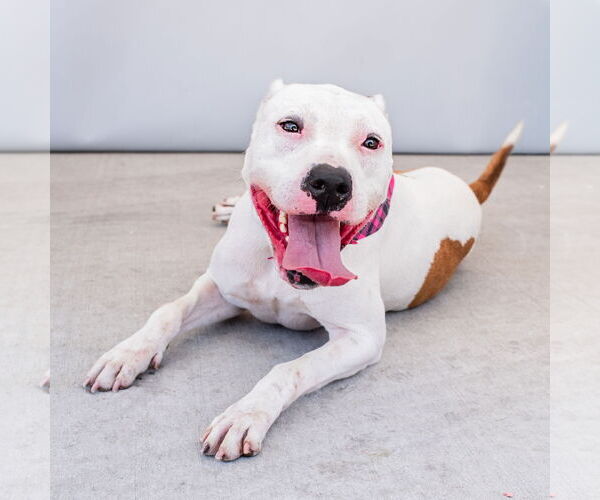Medium Photo #1 American Pit Bull Terrier Puppy For Sale in Pasadena, CA, USA