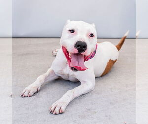 American Pit Bull Terrier Dogs for adoption in Pasadena, CA, USA