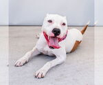Small American Pit Bull Terrier