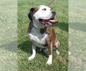 Amos - Male American Pit Bull Terrier-Unknown Mix Dog for Adoption - Photo #4