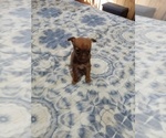 Puppy Puppy 1 Chihuahua