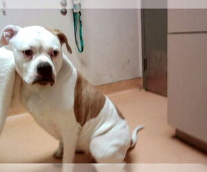 American Bulldog-Unknown Mix Dogs for adoption in Martinez, CA, USA
