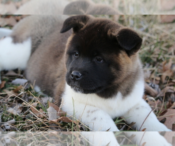 Medium Photo #26 Akita Puppy For Sale in STRAFFORD, MO, USA