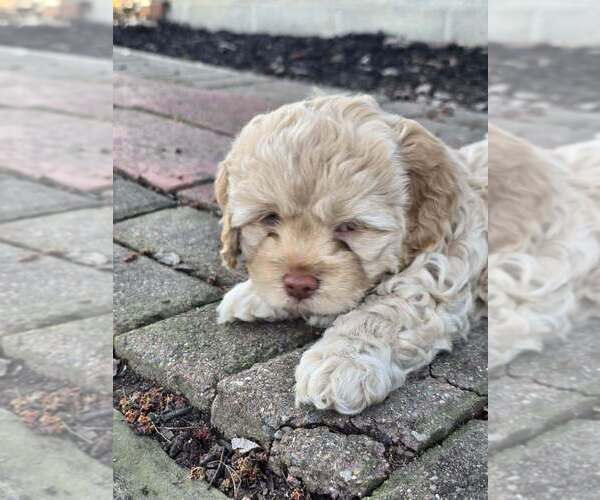 Medium Photo #5 Cockapoo (Miniature) Puppy For Sale in GREENTOWN, IN, USA
