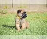 Small Photo #1 Belgian Malinois Puppy For Sale in OPELOUSAS, LA, USA