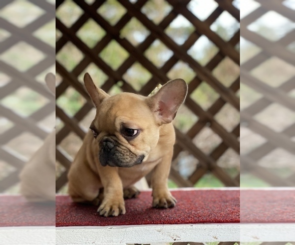 Medium Photo #4 French Bulldog Puppy For Sale in SACRAMENTO, CA, USA