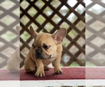 Small Photo #4 French Bulldog Puppy For Sale in SACRAMENTO, CA, USA