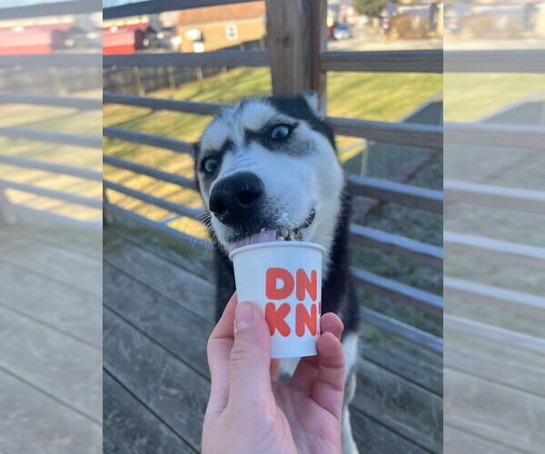 Medium Photo #3 Siberian Husky-Unknown Mix Puppy For Sale in Springdale, PA, USA