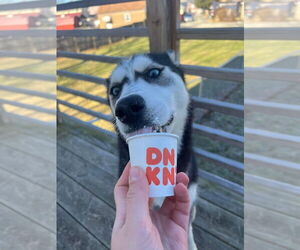 Kira - Female Siberian Husky-Unknown Mix Dog for Adoption - Photo #3