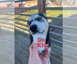 Small #2 Siberian Husky Mix