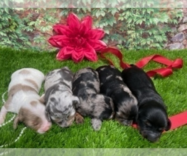 Medium Photo #1 Dachshund Puppy For Sale in CLAREMORE, OK, USA