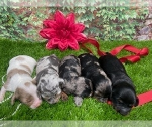Dachshund Puppy for Sale in CLAREMORE, Oklahoma USA