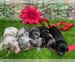 Litter of 5 - Male(s) and Female(s) DachshundLitter of Puppies for Sale - Small photo