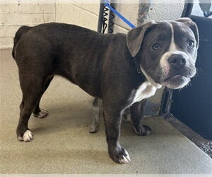 Bulldog-Unknown Mix Dogs for adoption in San Bernardino, CA, USA