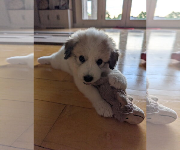 Medium Photo #6 Great Pyrenees Puppy For Sale in Croydon, NH, USA
