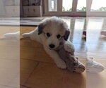 Small #5 Great Pyrenees