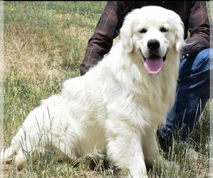 English Cream Golden Retriever Puppy for sale in ATOKA, TN, USA