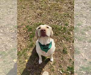 Wilson - Male Labrador Retriever Dog for Adoption - Photo #3