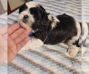 Shih-Poo Puppy for Sale in HOBART, Indiana USA