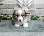 Small Photo #9 Miniature Australian Shepherd Puppy For Sale in BALTIC, OH, USA