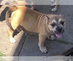 Small Photo #6 American Bully Puppy For Sale in DUQUESNE, PA, USA