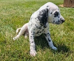 Small Photo #35 Dalmatian Puppy For Sale in GOSHEN, IN, USA