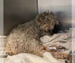 Small #1 Poodle (Standard)
