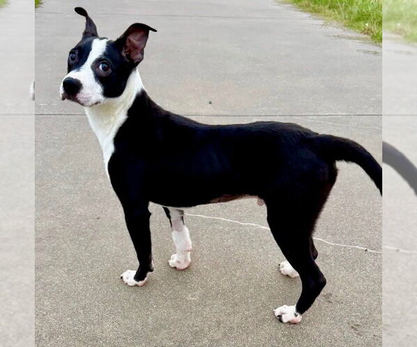 Medium Photo #10 Boston Terrier-Unknown Mix Puppy For Sale in Canton, CT, USA