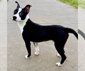 Josh - Male Boston Terrier-Unknown Mix Dog for Adoption - Photo #10