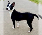 Small Photo #10 Boston Terrier-Unknown Mix Puppy For Sale in Canton, CT, USA
