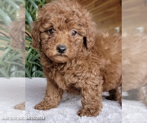 Goldendoodle Puppy for sale in LOWELL, MA, USA