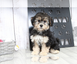 Poovanese Puppy for sale in MARIETTA, GA, USA