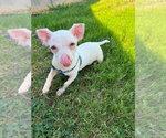 Small #2 Chihuahua Mix