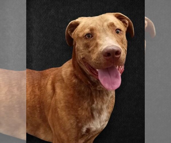 Medium Photo #11 Labrador Retriever-Unknown Mix Puppy For Sale in Monticello, MS, USA