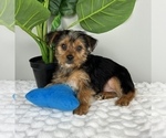 Small #1 Yorkshire Terrier