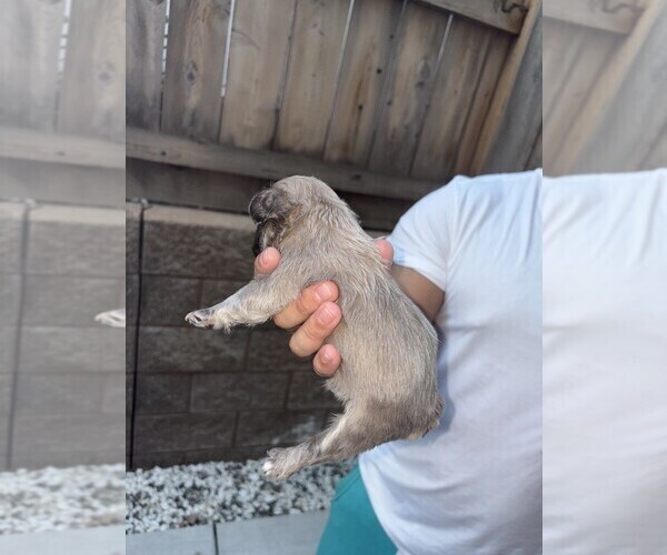 Medium Photo #24 French Bulldog Puppy For Sale in FOLSOM, CA, USA
